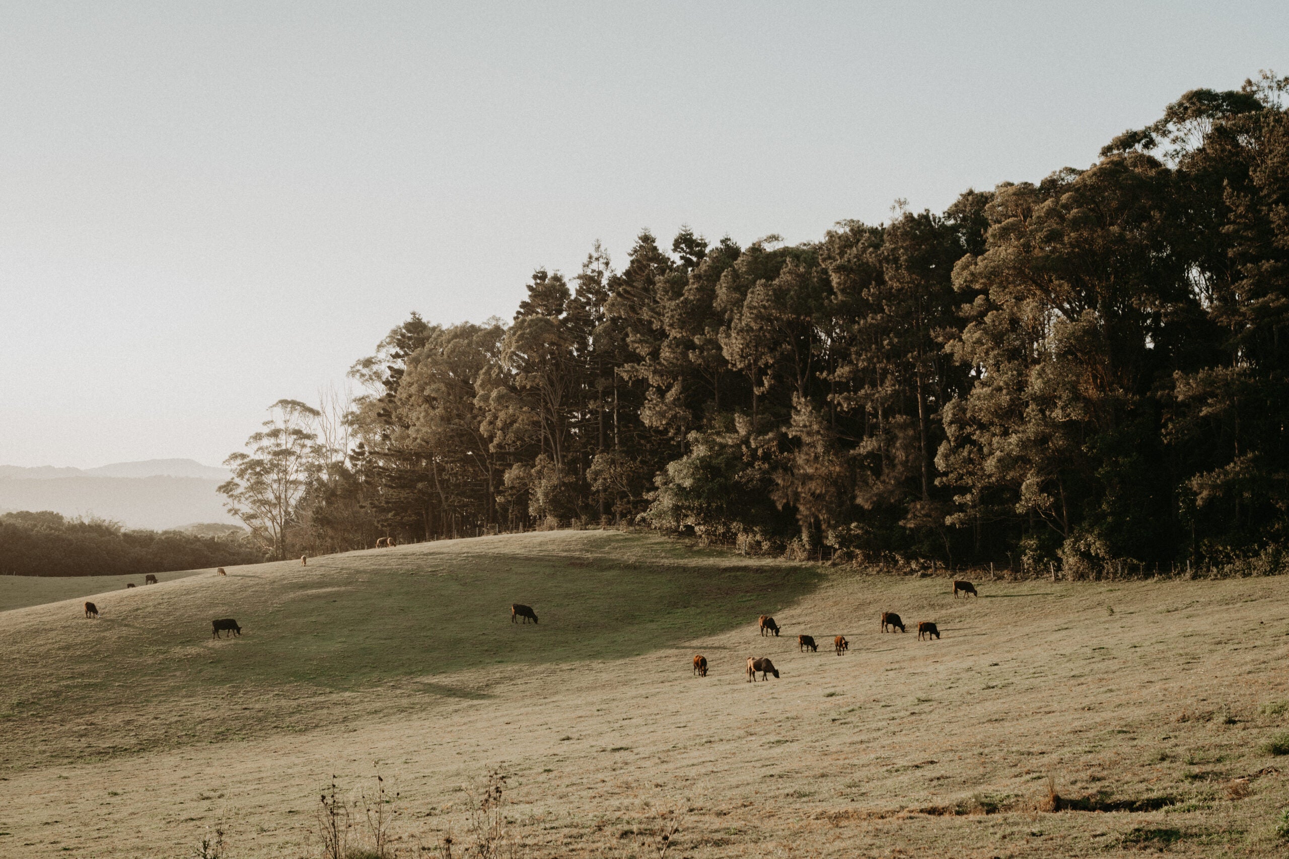 Cows grazing on a grassy hill with trees in the background
