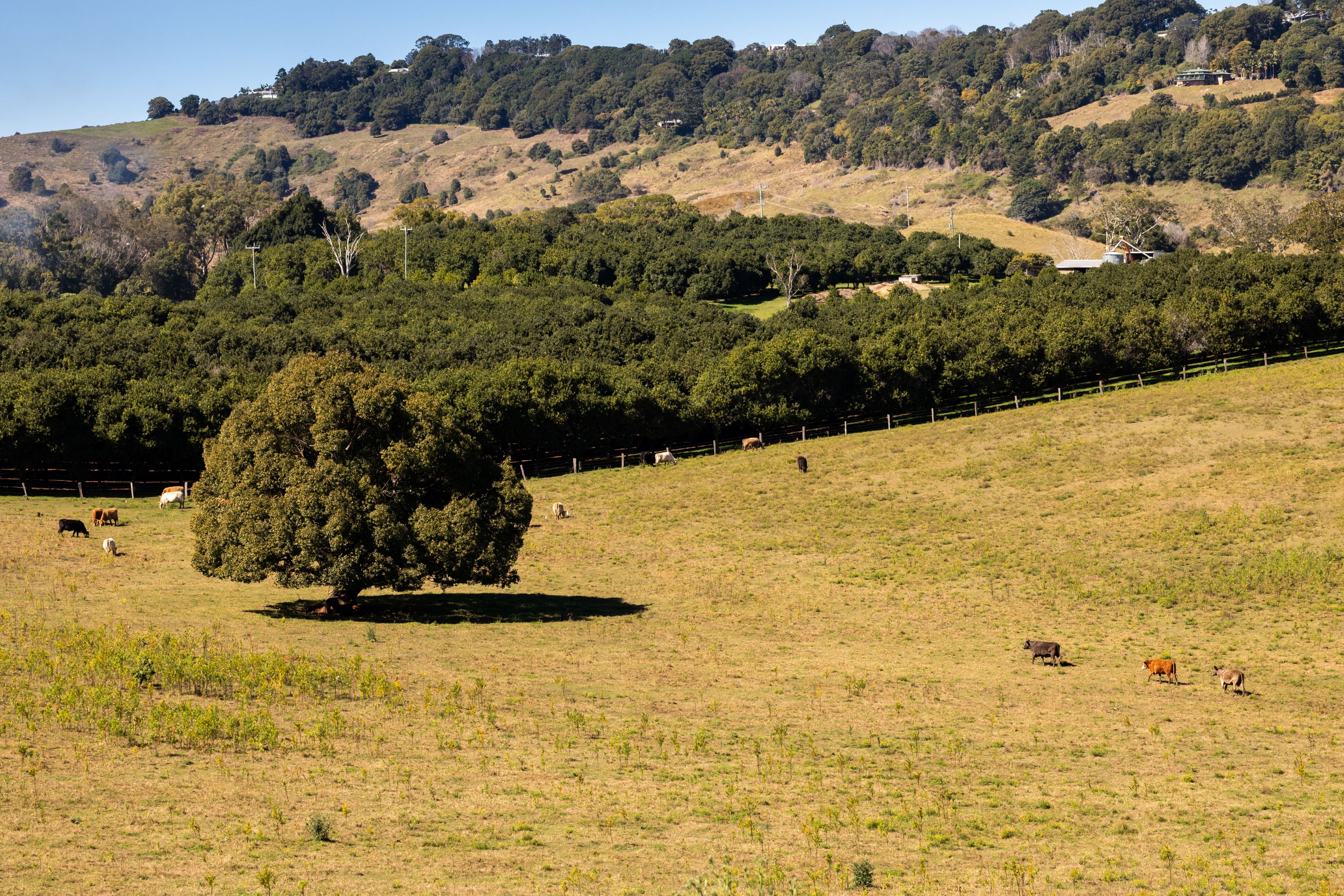 Pastoral scene with cows grazing in a field, trees, and hills in the background.